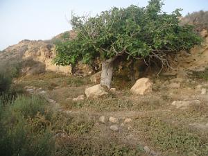 ORAN AUTOUR DE LA TEJERA PAR NOEL LOPEZ DE LA TRINITE SUR MER (16)